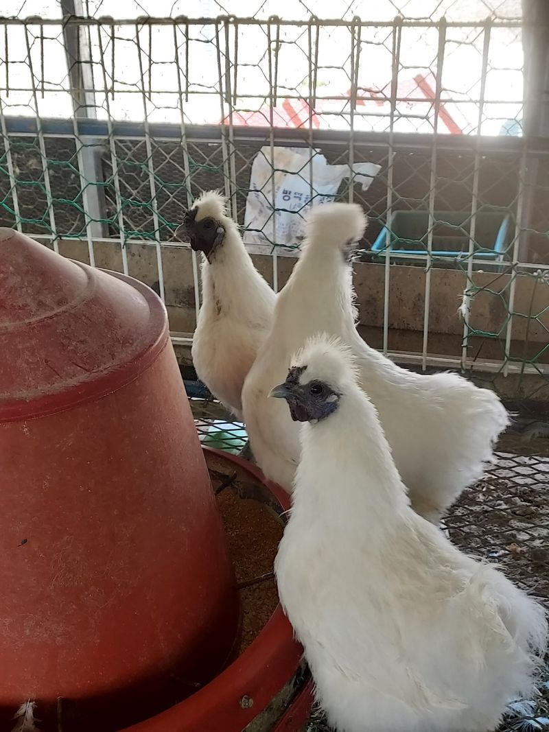 장터 상품 [청계 백봉 종닭 판매] 썸네일