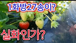 그린톡톡 오계상님의 딸기·수확 작성글 사진