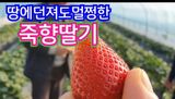 그린톡톡 오계상님의 딸기·수확 작성글 사진