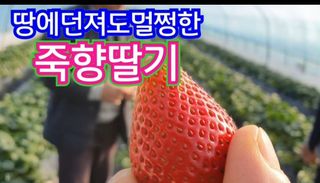 그린톡톡 오계상님의 딸기 · 수확 작성글 사진