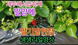 그린톡톡 오계상님의 딸기 · 수확 작성글 사진