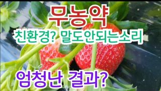 그린톡톡 오계상님의 딸기 · 수확 작성글 사진