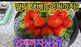 그린톡톡 오계상님의 딸기 · 수확 작성글 사진