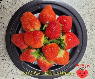 그린톡톡 오계상님의 딸기 · 수확 작성글 사진