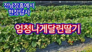 그린톡톡 오계상님의 딸기 · 수확 작성글 사진