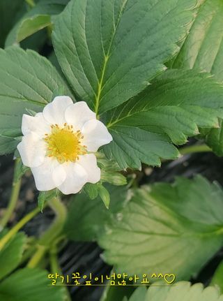 그린톡톡 오계상님의 딸기 · 수확 작성글 사진