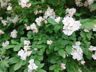 조정분(사랑이엄마)님의 자유주제 · 자유게시판 작성글 사진