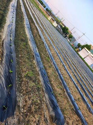 손정아님의 옥수수 · 자유게시판 작성글 사진