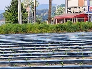 손정아님의 옥수수 · 자유게시판 작성글 사진