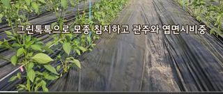 그린톡톡 오계상님의 고추 · 비료•농약 작성글 사진
