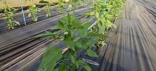 그린톡톡 오계상님의 고추 · 비료•농약 작성글 사진