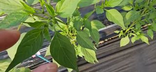 그린톡톡 오계상님의 고추 · 비료•농약 작성글 사진