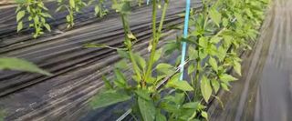 그린톡톡 오계상님의 고추 · 비료•농약 작성글 사진