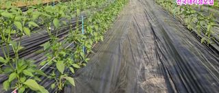 그린톡톡 오계상님의 고추 · 비료•농약 작성글 사진