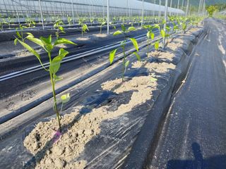 이주미님의 고추 · 제초 작성글 사진