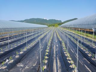 이주미님의 고추 · 제초 작성글 사진