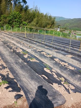 덕촌님의 두릅·삽목•정식 작성글 사진