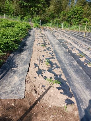 덕촌님의 두릅 · 삽목•정식 작성글 사진
