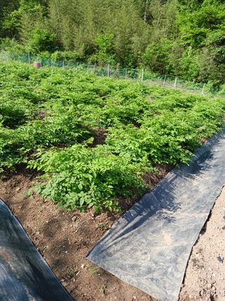 덕촌님의 두릅 · 삽목•정식 작성글 사진