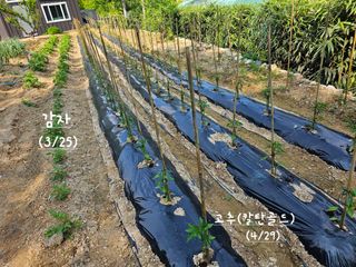 연모 자연의행복님의 자유주제 · 자유게시판 작성글 사진