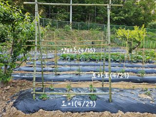 연모 자연의행복님의 자유주제 · 자유게시판 작성글 사진