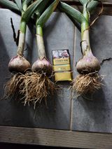 팜모닝 마늘·일상 게시글 이미지