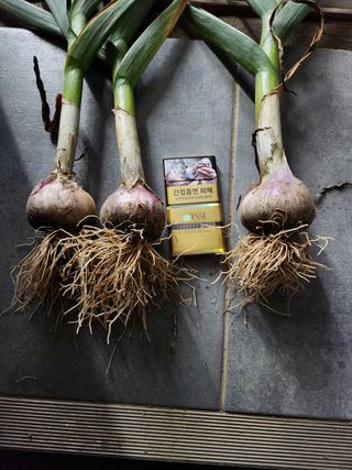 최승일님의 마늘 · 일상 작성글 사진