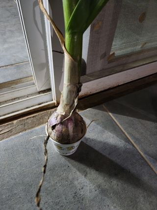 최승일님의 마늘 · 일상 작성글 사진