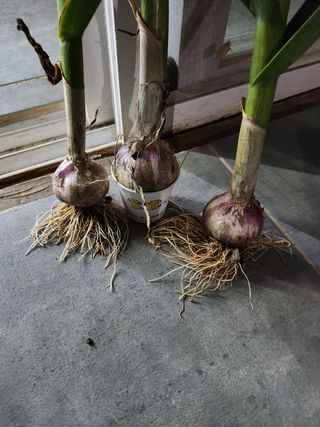 최승일님의 마늘 · 일상 작성글 사진