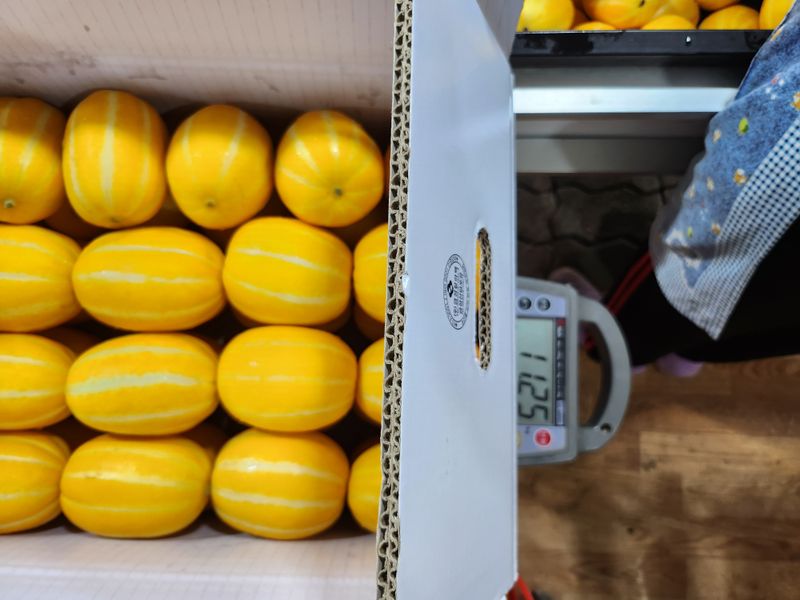 김대현님의 장터 판매 상품 [산지직송 아삭달달 성주참외 가정용 5kg] 첨부 사진