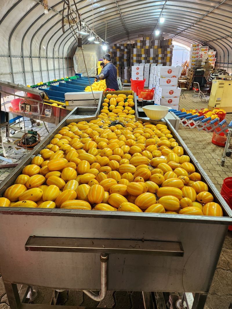 김대현님의 장터 판매 상품 [산지직송 아삭달달 성주참외 가정용 5kg] 첨부 사진