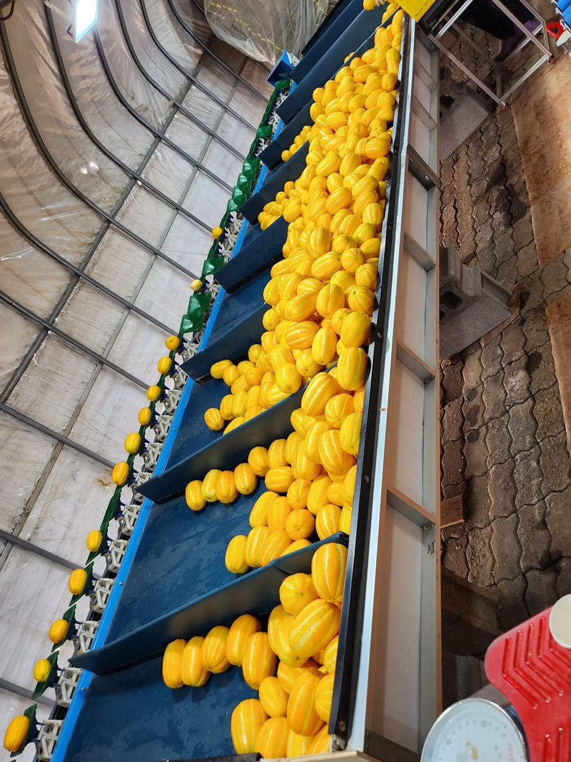 김대현님의 장터 판매 상품 [산지직송 아삭달달 성주참외 가정용 5kg] 첨부 사진