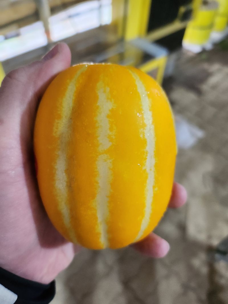 김대현님의 장터 판매 상품 [산지직송 아삭달달 성주참외 가정용 5kg] 첨부 사진