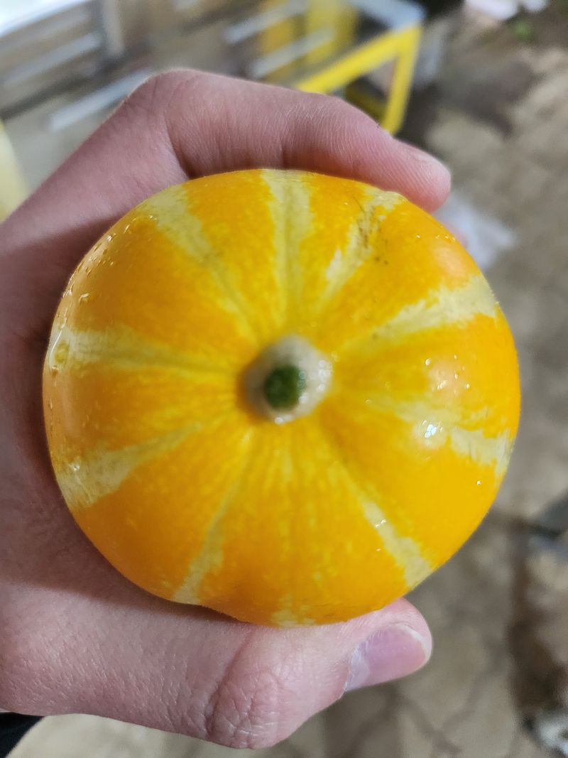 김대현님의 장터 판매 상품 [산지직송 아삭달달 성주참외 가정용 5kg] 첨부 사진