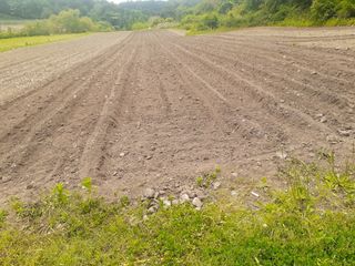 머치자연인님의 기타작물 · 자유게시판 작성글 사진