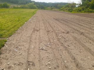 머치자연인님의 기타작물 · 자유게시판 작성글 사진