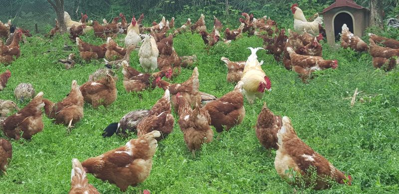 계초님의 장터 판매 상품 [키토산 방사유정란40구] 첨부 사진