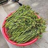 팜모닝 기타작물·자유게시판 게시글 이미지