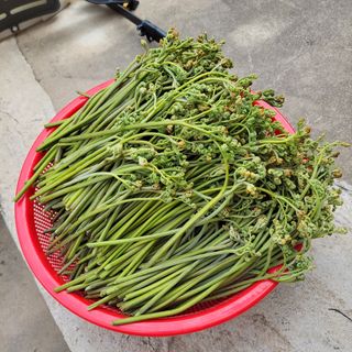 농부쑤니님의 기타작물 · 자유게시판 작성글 사진