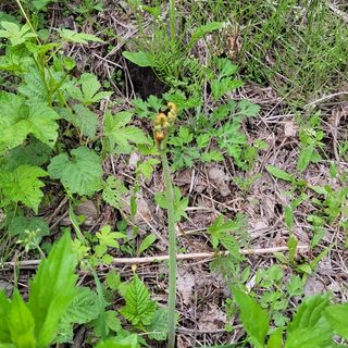 농부쑤니님의 기타작물 · 자유게시판 작성글 사진