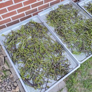 농부쑤니님의 기타작물 · 자유게시판 작성글 사진