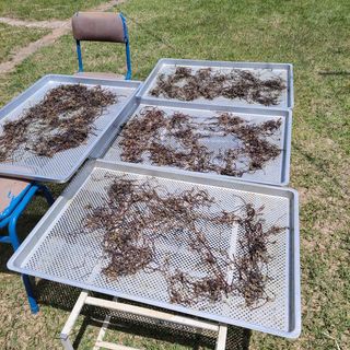 농부쑤니님의 기타작물 · 자유게시판 작성글 사진