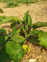 팜모닝 자유주제·자유게시판 게시글 이미지