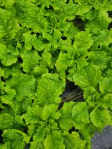 팜모닝 상추·병해충상담 게시글 이미지