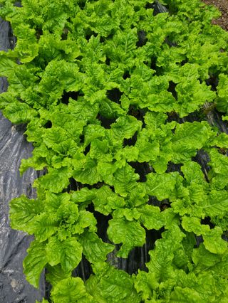 황석윤님의 상추 · 병해충상담 작성글 사진