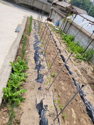 백형석님의 고추 · 파종•정식 작성글 사진