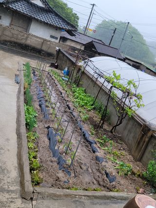 백형석님의 고추 · 파종•정식 작성글 사진