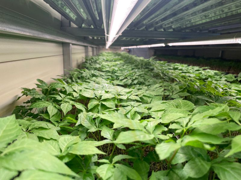 장터 상품 [가족 건강 지인 건강은 새싹삼으로🌱] 썸네일