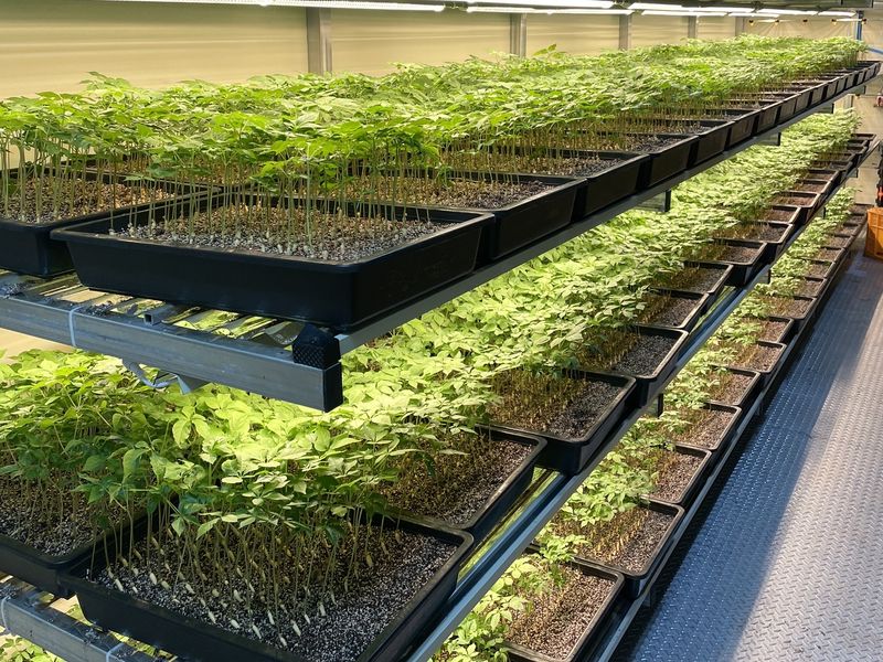 알 수 없음님의 장터 판매 상품 [가족 건강 지인 건강은 새싹삼으로🌱] 첨부 사진