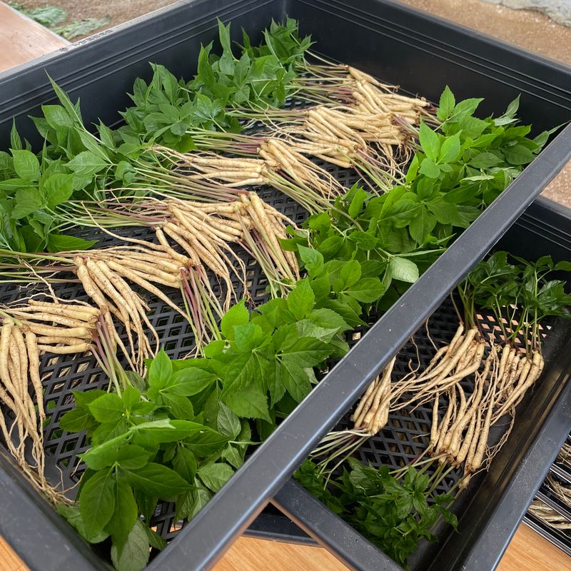 알 수 없음님의 장터 판매 상품 [가족 건강 지인 건강은 새싹삼으로🌱] 첨부 사진